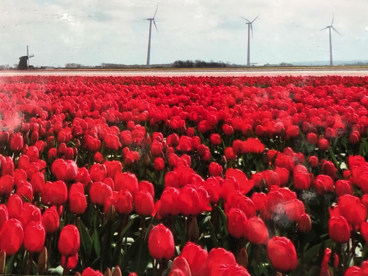 Vakantiehuis Aan Zee Sint Maartensvlotbrug Eksteriør bilde